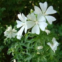 Malva moschata Alba