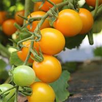 Lemonsugar Tomato