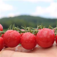 Pink Pixie Tomato