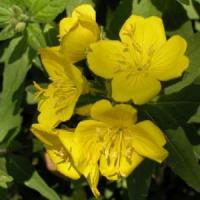 Oenothera fruticosa Youngii
