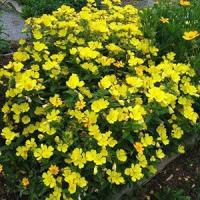 Oenothera fruticosa Youngii