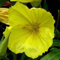 Oenothera missouriensis 