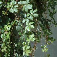  Parthenocissus Sikkimensis