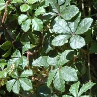  Parthenocissus Sikkimensis