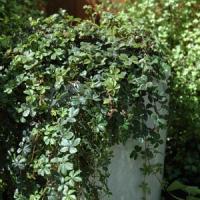  Parthenocissus Sikkimensis
