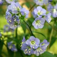 Polemonium caeruleum Blue