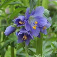 Polemonium caeruleum Jacobs Ladder