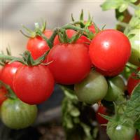 Little Birdy Red Robin Tomato