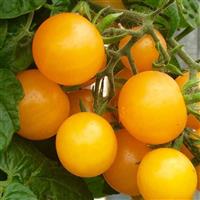 Little Birdy Yellow Canary Tomato