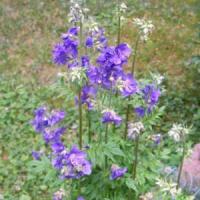Polemonium caeruleum Jacobs Ladder