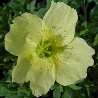 Papaver Pacino