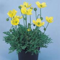 Papaver Pacino