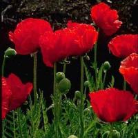 Papaver oriental Beauty Livermore