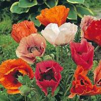 Papaver oriental Pizzicato