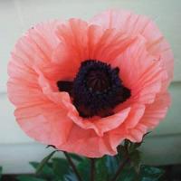 Papaver oriental Princess Vict Louise