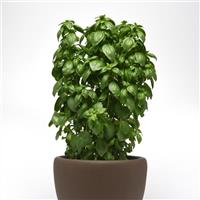 Everleaf Emerald Towers Basil