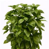 Everleaf Genovese Basil