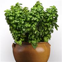 Everleaf Genovese Basil