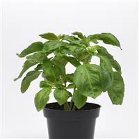 Newton Basil