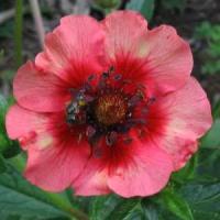 Potentilla M Wilmott