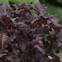 Purple Ruffles Basil