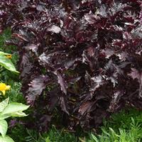 Purple Ruffles Basil