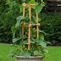 Patio Snacker Cucumber