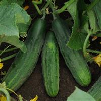 Patio Snacker Cucumber