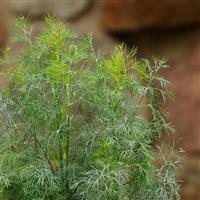 Fernleaf Dill