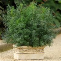 Fernleaf Dill