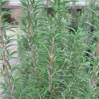 Rosemary Primley Blue