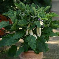 Gretel Eggplant