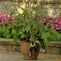 Hansel Eggplant