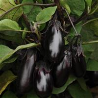 Patio Baby Eggplant