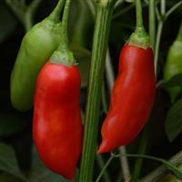 Aji Rico Pepper