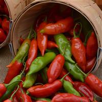 Aji Rico Pepper