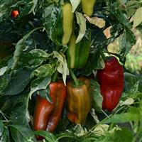 Candy Cane Red Pepper