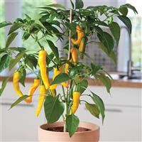Golden Cayenne Pepper