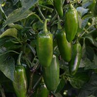 La Bomba II Pepper