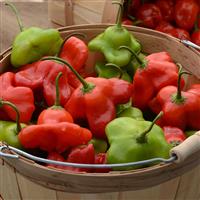 Mad Hatter Pepper