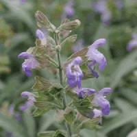 Salvia-sage Nazareth