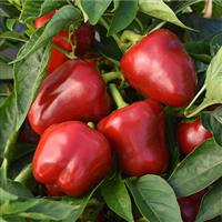 Snackabelle Red Pepper