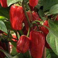 Sweet Heat Pepper