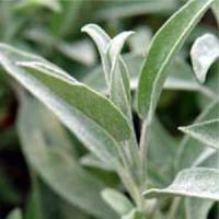 Salvia-sage Nazareth