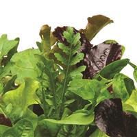 Alfresco Mixture SimplySalad®