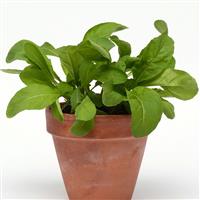 Arugula SimplySalad®