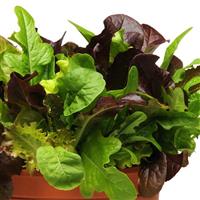 City Garden Mixture SimplySalad®
