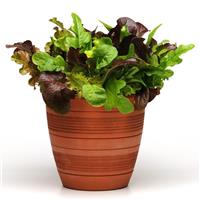 City Garden Mixture SimplySalad®