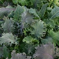 Kale Storm Mixture SimplySalad®