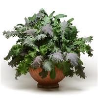 Kale Storm Mixture SimplySalad®